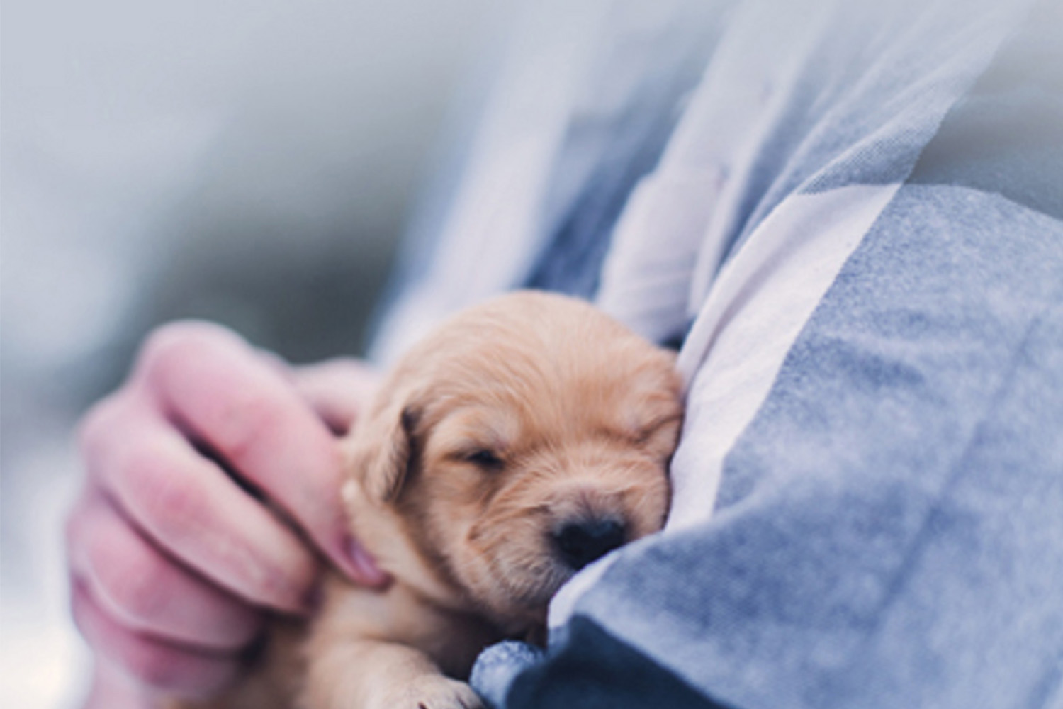 Köpek Sahiplenirken Dolandırılmayın: Sağlıklı Yavru Seçim Rehberi